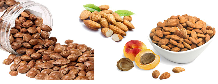 Raw and Processed Almonds Nuts and Carmel Almond, Raw Almond