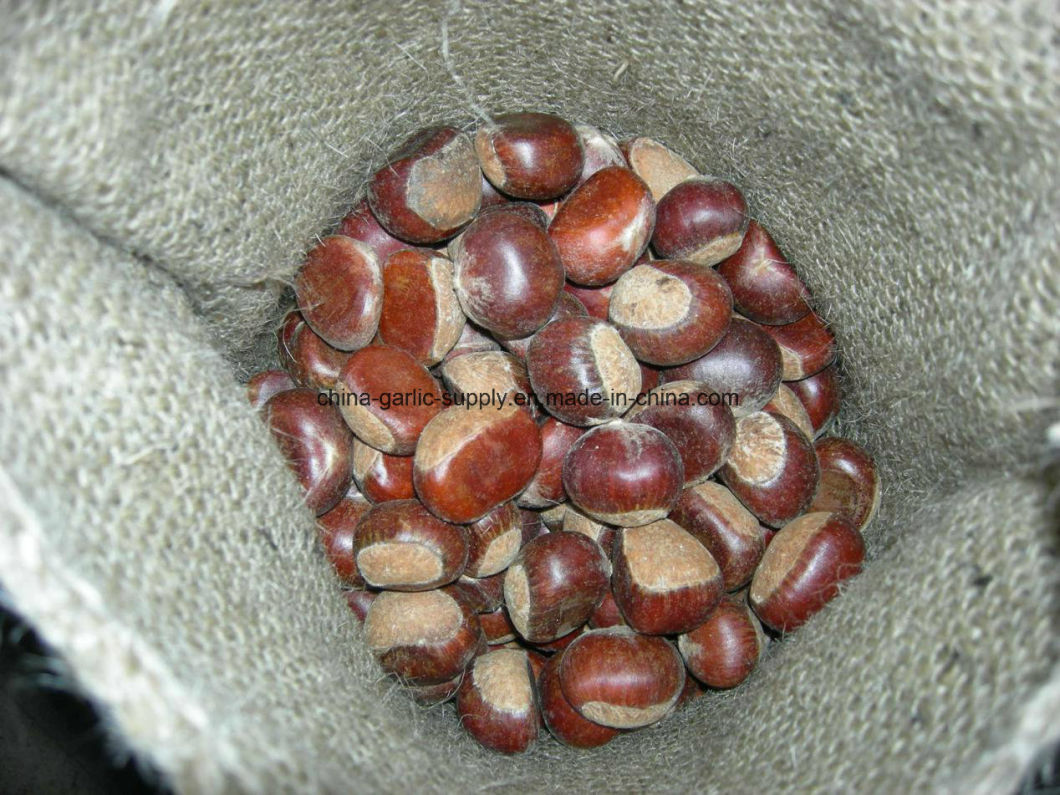 Fresh New Taishan Crop Tasty Chestnut
