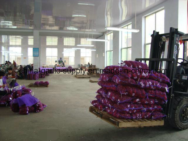 Fresh New Taishan Crop Tasty Chestnut