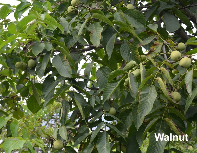 High Quality Walnut Thin-Skinned Walnuts Natural Healthy Walnut