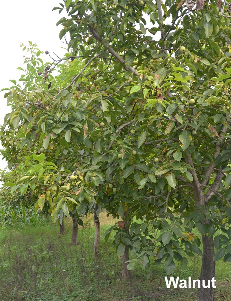 High Quality Walnut Thin-Skinned Walnuts Natural Healthy Walnut