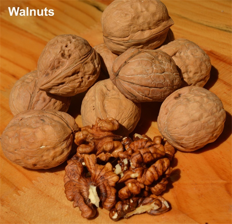 High Quality Walnut Thin-Skinned Walnuts Natural Healthy Walnut