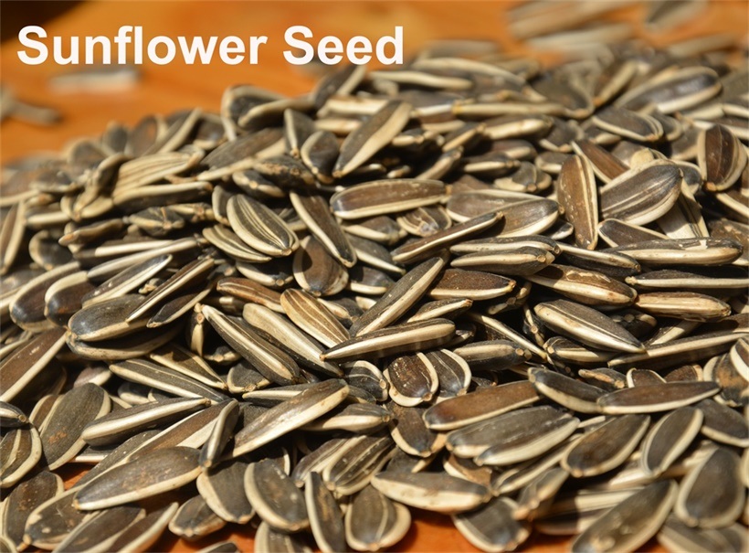 Export High-Quality Chinese Big High Quality Salt Sunflower Seed