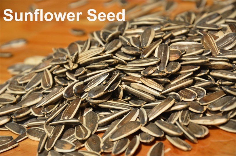 Export High-Quality Chinese Big High Quality Salt Sunflower Seed