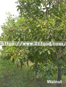 The Most Popular Nuts High Nutrition Walnuts