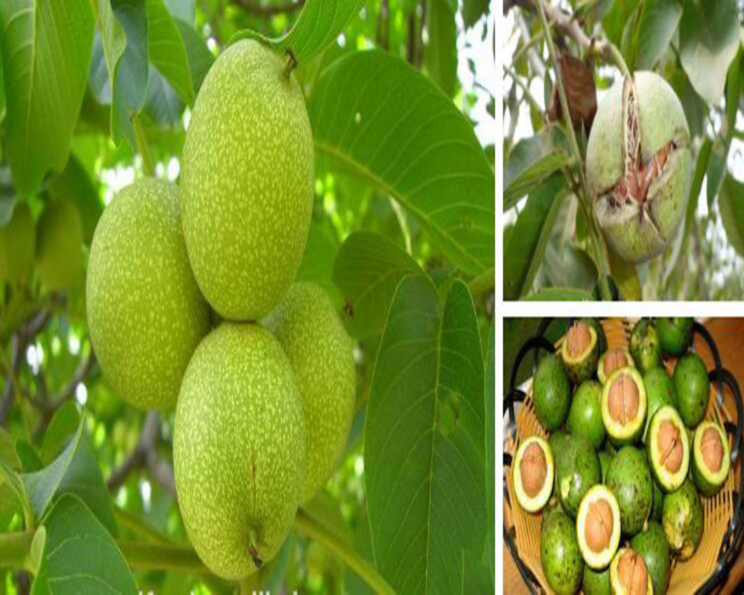 China Walnut, Chinese Walnut, Raw Walnut, Walnut Inshell