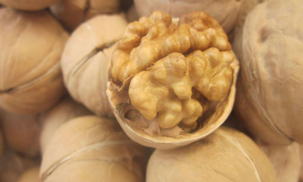 China Walnut, Chinese Walnut, Raw Walnut, Walnut Inshell