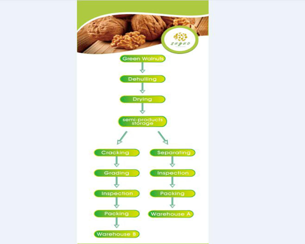 China Walnut, Chinese Walnut, Raw Walnut, Walnut Inshell
