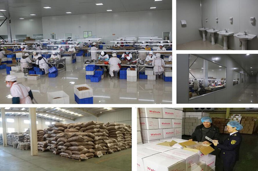 China Walnut, Chinese Walnut, Raw Walnut, Walnut Inshell