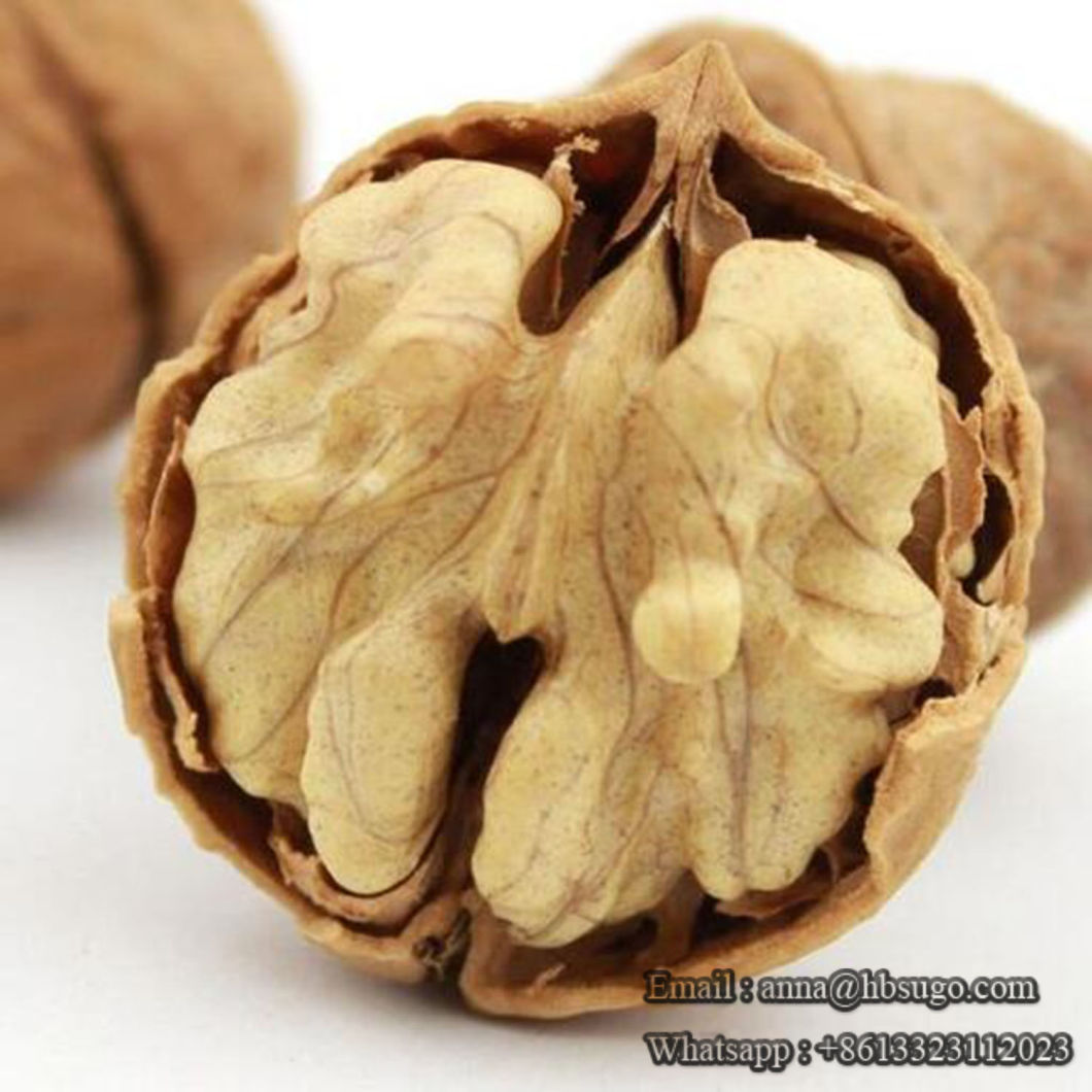 High Quality AAA Walnut Easy Cracked Walnut Sweet Walnut