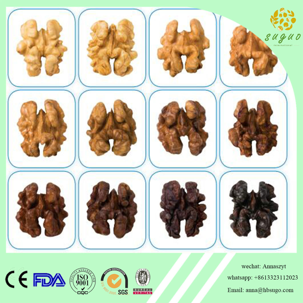 High Quality Walnut Kernel in Quarter