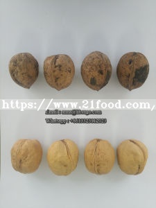 China Walnut, Chinese Walnut, Raw Walnut, Walnut Inshell
