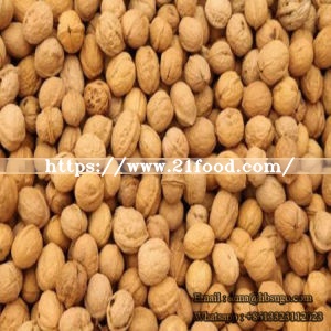 Walnut Supplier New Crop Walnut Walnut Wholesaler