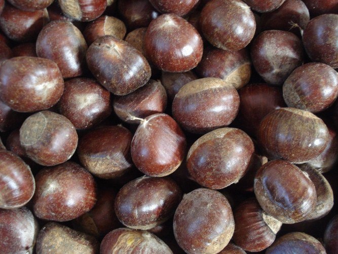 New Crop Chinese Fresh Chestnuts