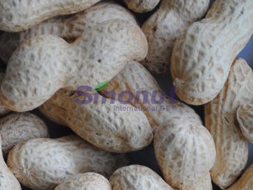 Peanuts in Shell (9/11, 11/13)