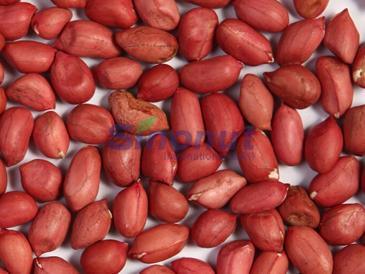 The Red Skin Peanut Kernel with 40/50