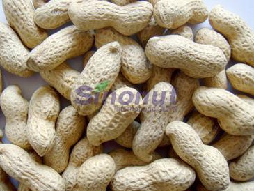 Peanut in Shell with 9/11, 11/13