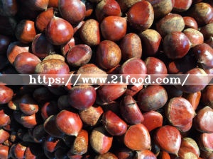 New Crop Chinese Fresh Chestnuts