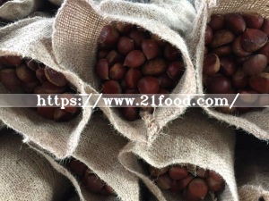 New Crop Chinese Fresh Chestnuts