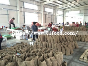New Crop Chinese Fresh Chestnuts
