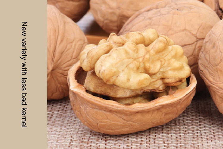 Dried Walnuts in Shell/Walnuts Kernels
