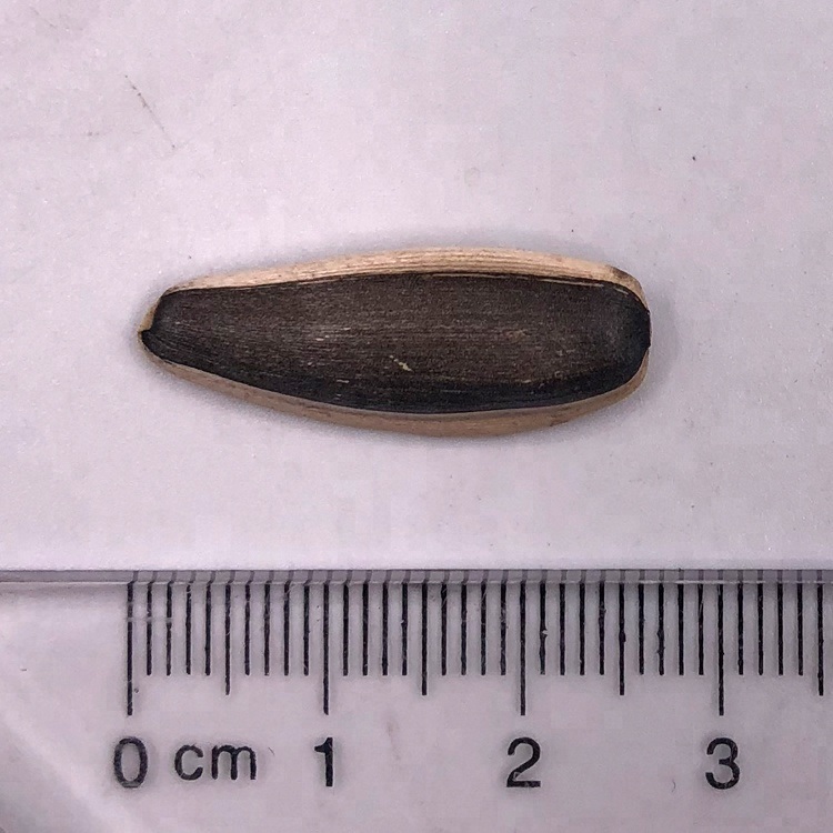 Different Types of Sunflower Seeds 1121 5009 3638 3938 363