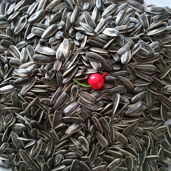 Chinese Inner Mongolia Dried Raw Sunflower Seeds in Shell