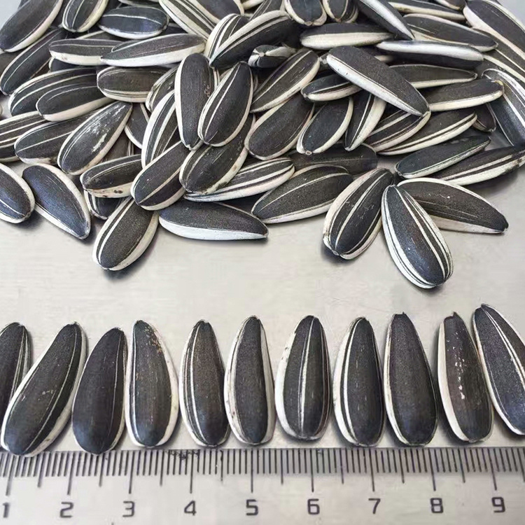 Chinese Inner Mongolia Dried Raw Sunflower Seeds in Shell