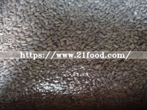 Chinese Inner Mongolia Dried Raw Sunflower Seeds in Shell