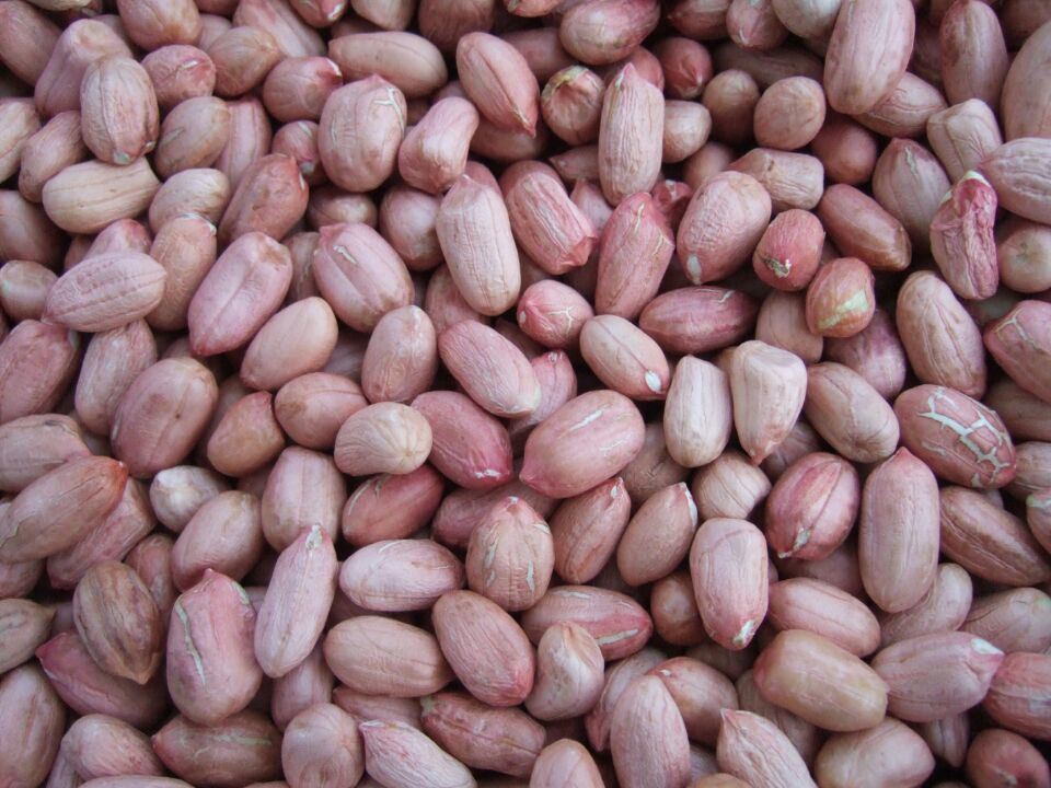 New Crop Peanut in Shell (9/11, 11/13, 13/15)