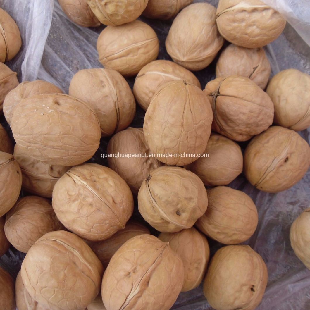 New Crop Walnut in Shell From China