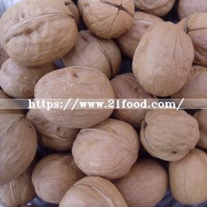 New Crop Walnut in Shell From China