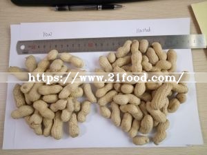 New Crop Peanut in Shell