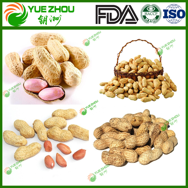 Supply Raw Peanut in Shell with Cheap Price