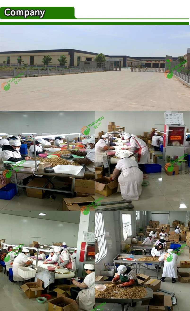 Wholesale Walnut Kernels with High Quality and Cheap Price