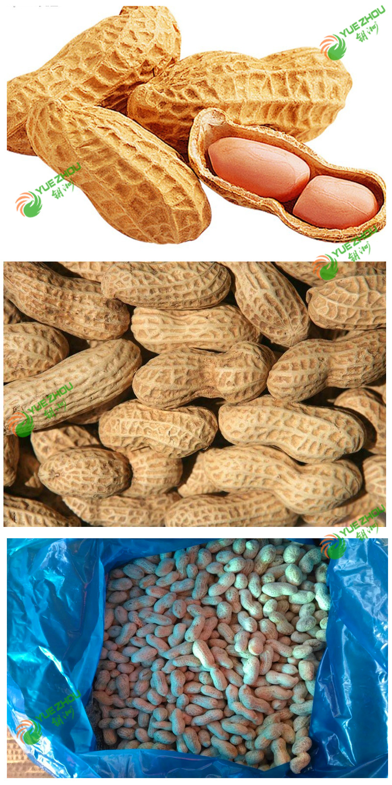 Organic Bulk Peanut in Shell Long Peanut From China with Cheap Price