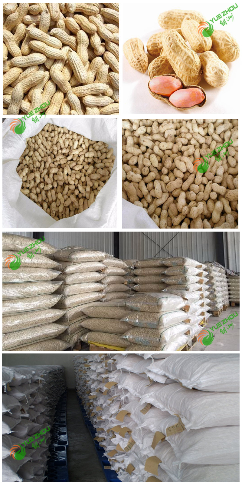 Organic Bulk Peanut in Shell Long Peanut From China with Cheap Price