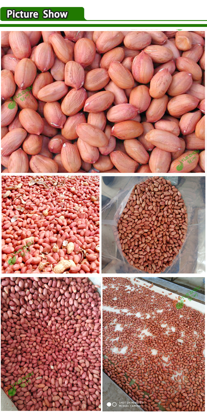 Shandong Juxian Peanuts Red Skin Peanut Kernels for Sale