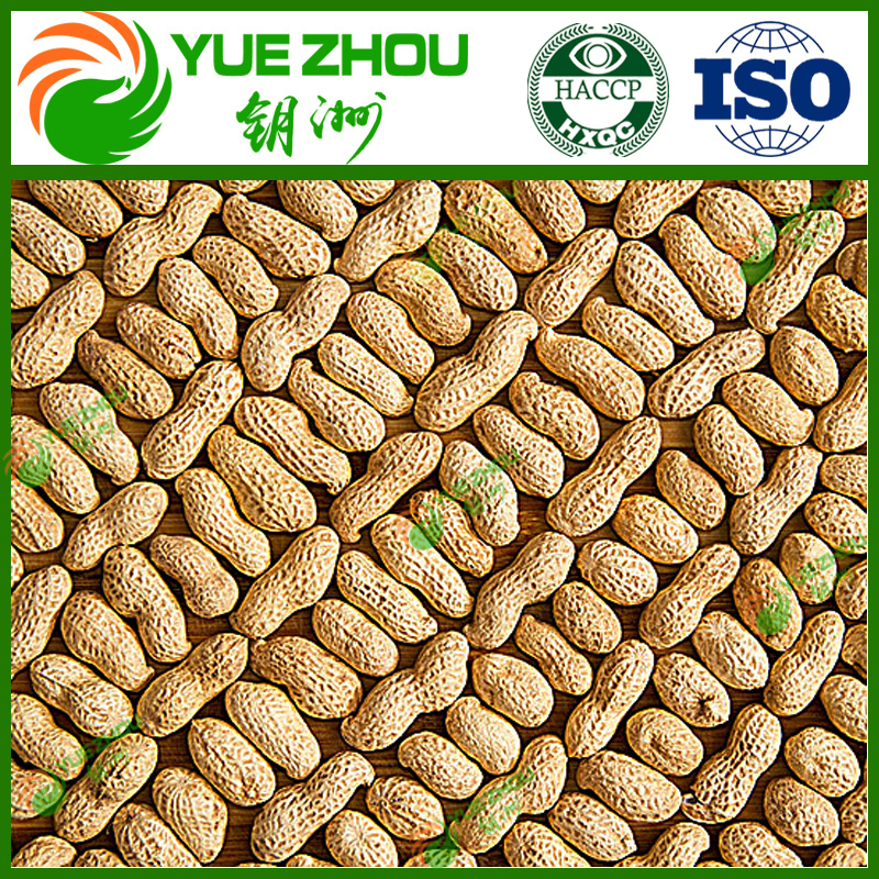 Super Class of Peanut Raw Peanut in Shell From China