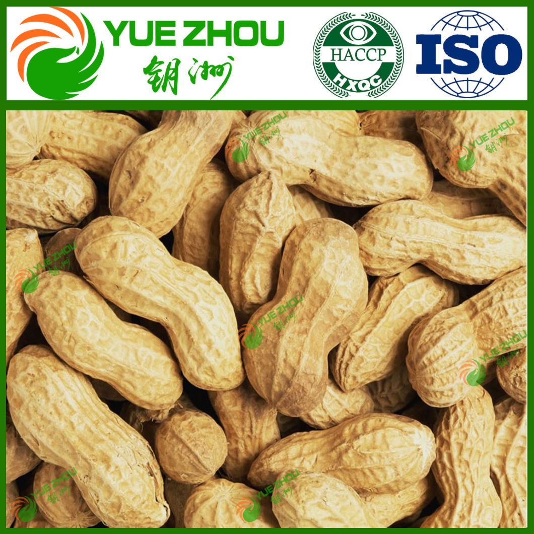 2018 Organic Peanut in Shell Long Peanut with Cheap Price