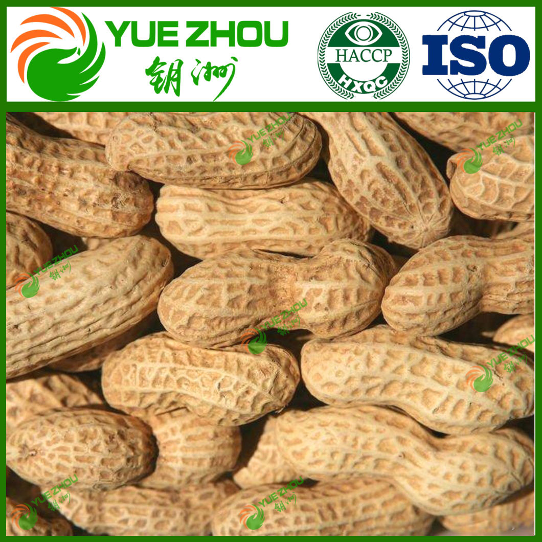 2018 Organic Peanut in Shell Round Peanut with Cheap Price