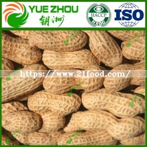 Super Class of Peanut Raw Peanut in Shell From China