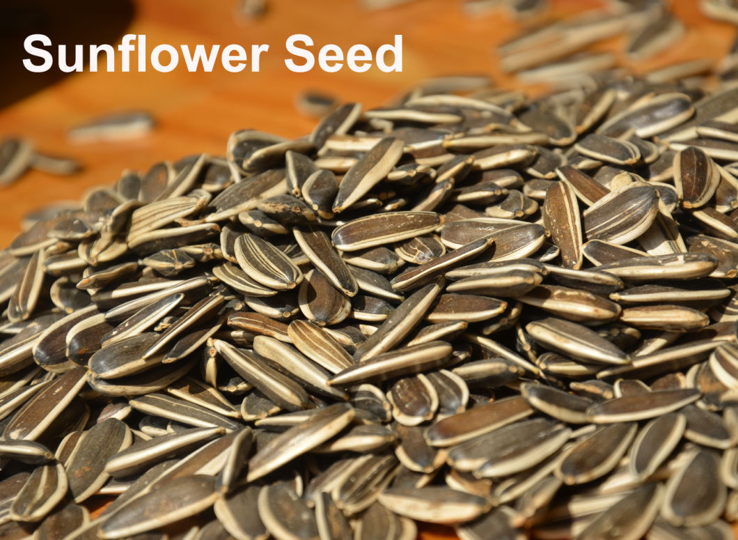 Export High-Quality Various Seeds Sunflower Seeds Pumpkin Seeds Peanuts with Rad Skin