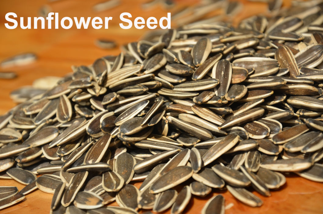 Export High-Quality Various Seeds Sunflower Seeds Pumpkin Seeds Peanuts with Rad Skin