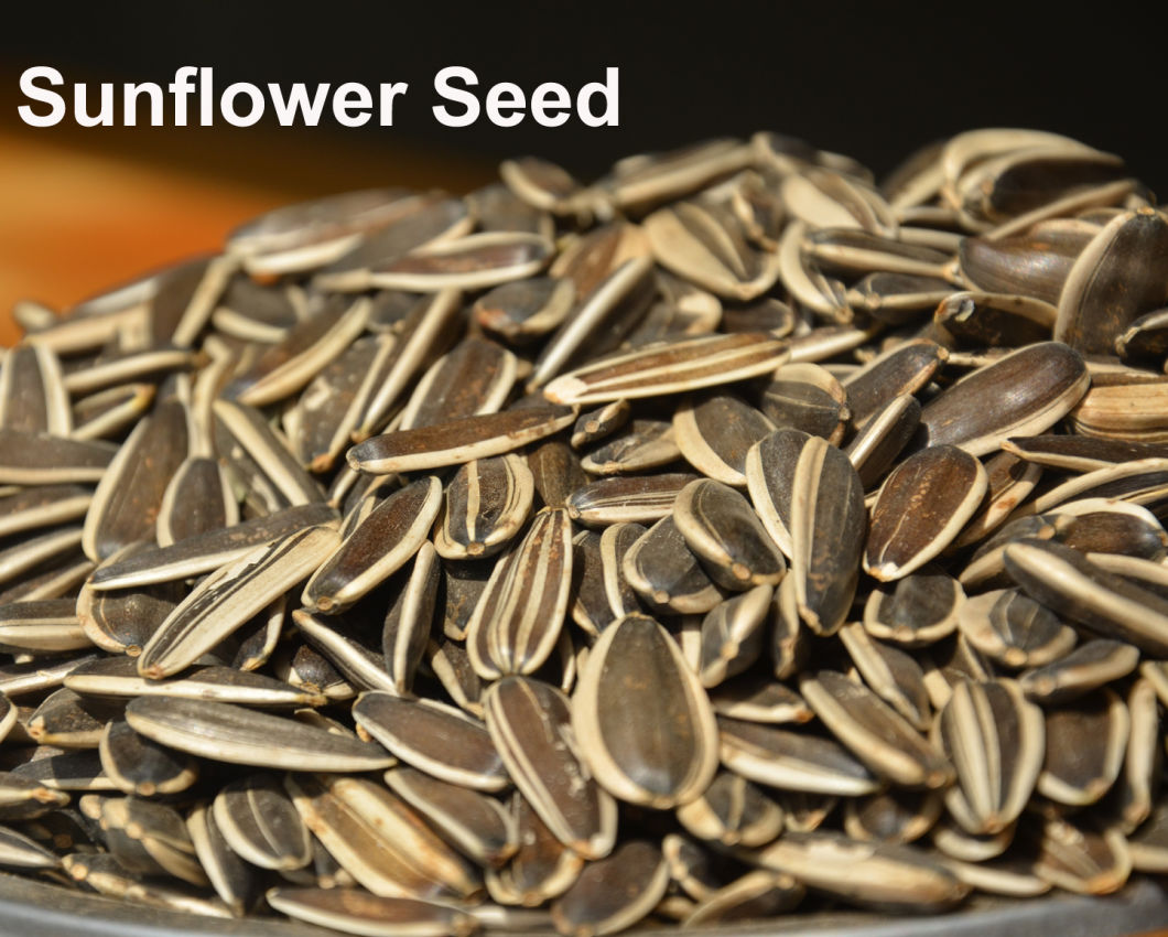 Export High-Quality Various Seeds Sunflower Seeds Pumpkin Seeds Peanuts with Rad Skin
