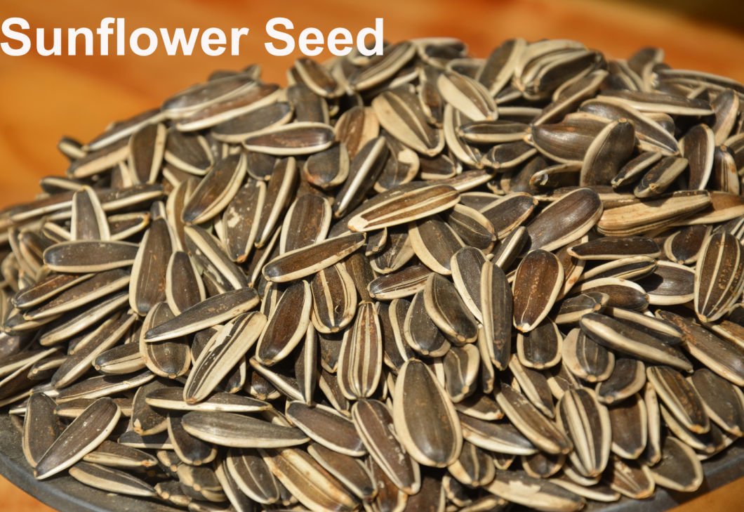 Export High-Quality Various Seeds Sunflower Seeds Pumpkin Seeds Peanuts with Rad Skin