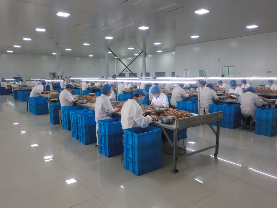 Nuts Walnut Kernel New Crop in China