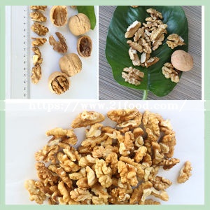 Various Sizes Walnut Kernels Supplier