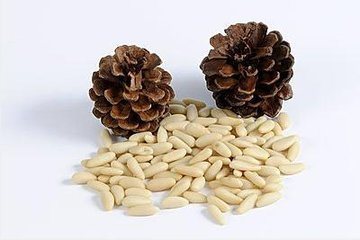 Pine Nuts Good Quality Nuts Packaging Wholesale Nuts