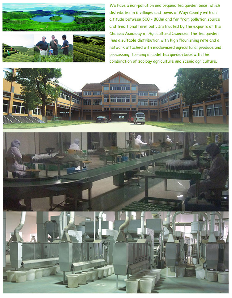 3505c Factory Price Wholesale Gunpowder Green Tea Organic Natural Tea